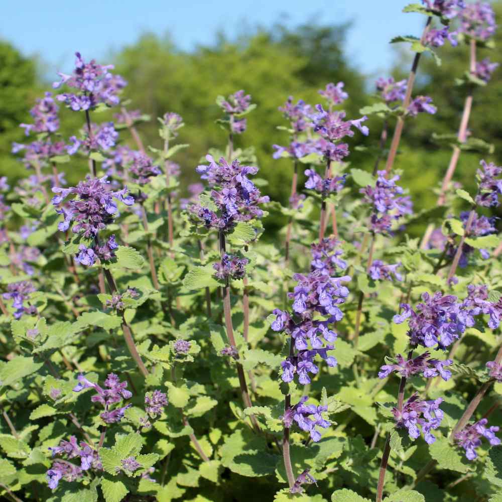 Catnip Seeds Catmint Herb Seed