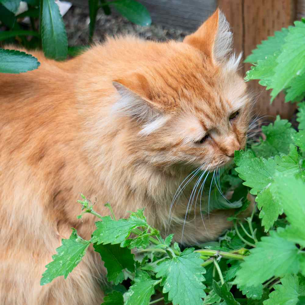 Catnip Seeds-Nepeta Cataria – Hortyjardín