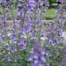 Nepeta Herb Seed