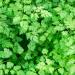 Chervil Cooking Herb