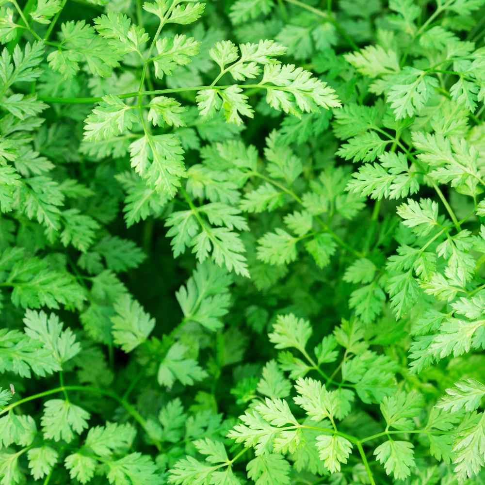 Is Chervil Flat Leaf Parsley? A Guide to Their Similarities and Differences
