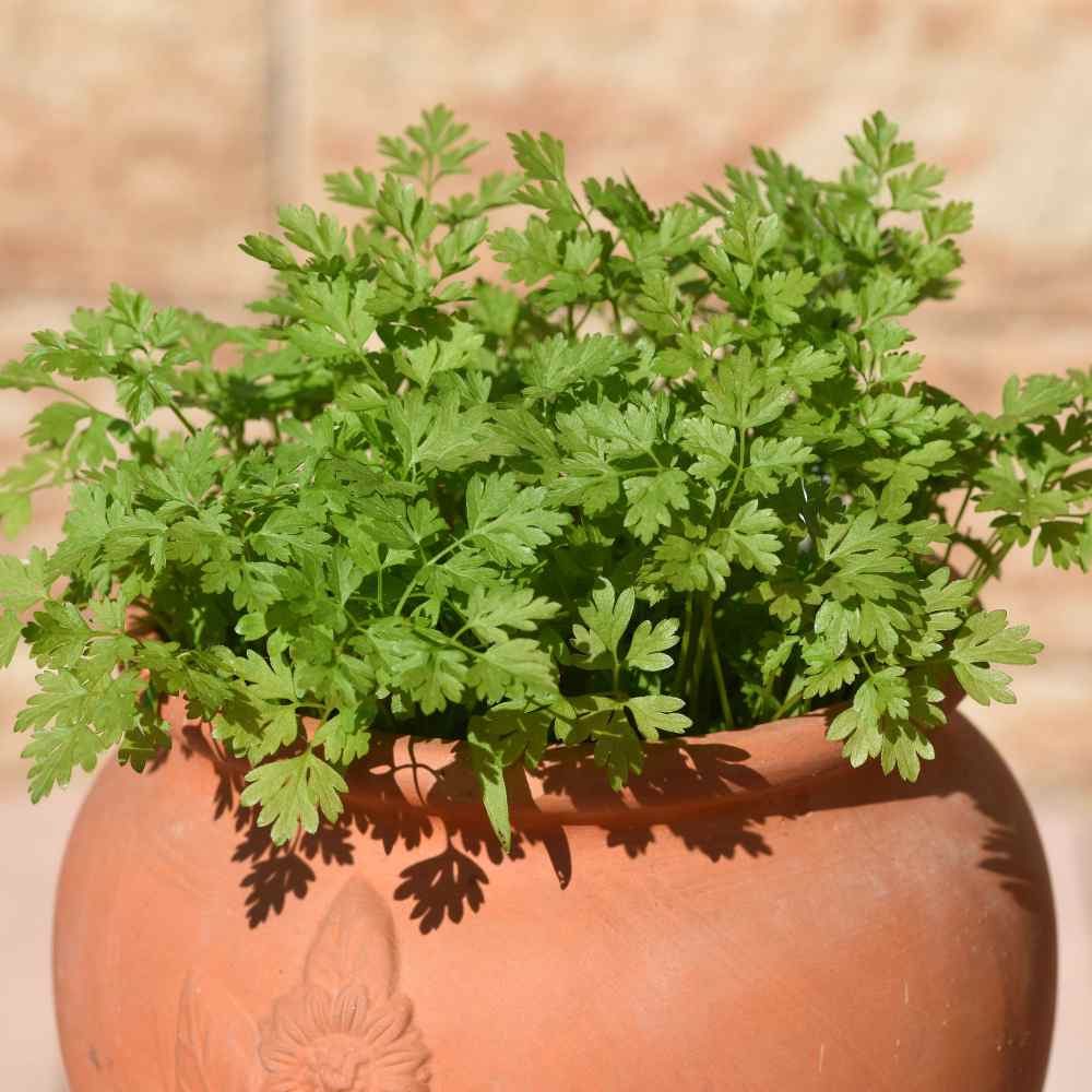 French Parsley