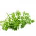 Chervil Herb Plants