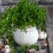 Chervil Culinary Herb