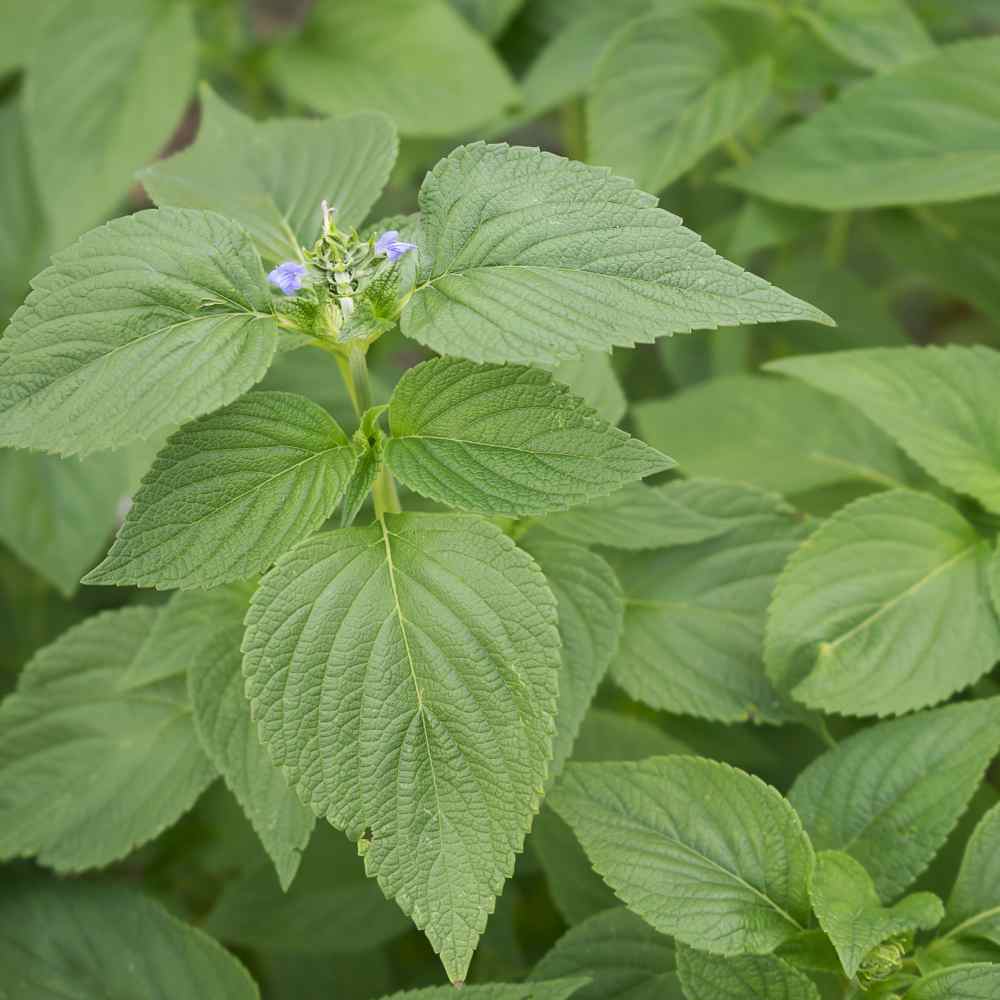 Drought-Tolerant Perennial