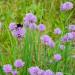 Bee on Chives