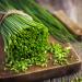 Chives Herb For Cooking 