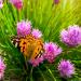 Butterfly On Allium Schoenoprasum Chives