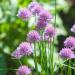 Chives Herb Plant