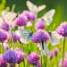 Butterfly on Chives Plant