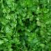 Cilantro Plant Leaves