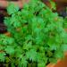 Cilantro In Plant Box