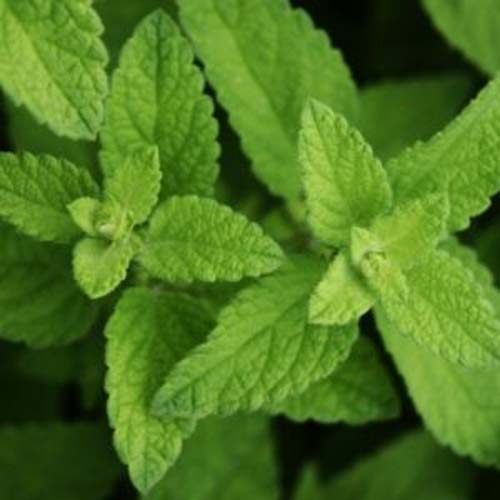 Dwarf Lemon Balm Herb