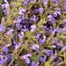 Dried Clary Flowers