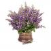 Clary Flowers