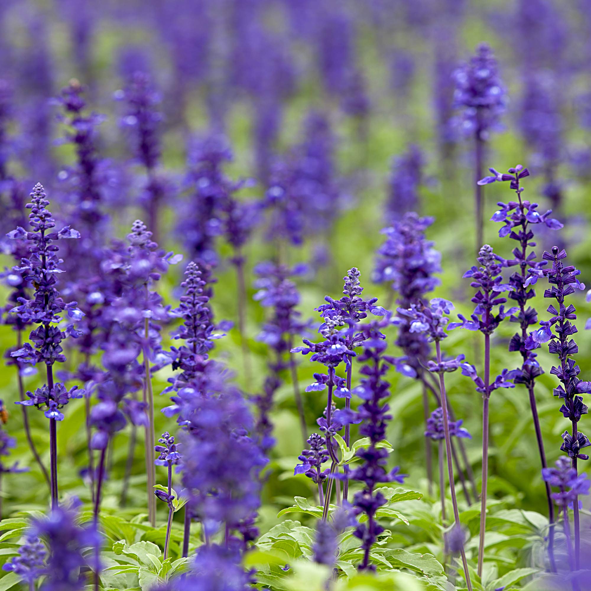 Clary In Bloom