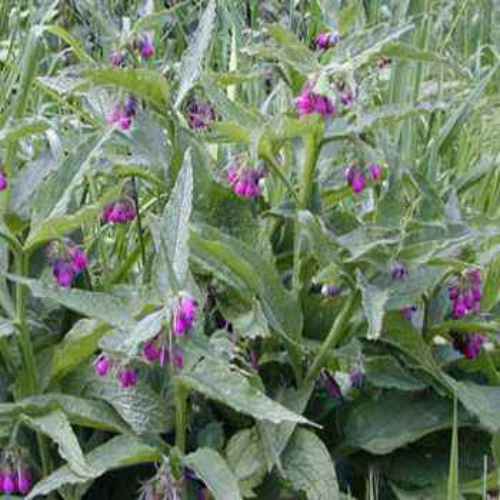 Comfrey Seed