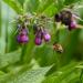 Bee On Comfrey Herb Plant