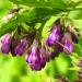 Comfrey Tincture