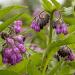 Comfrey Flower Blossoms