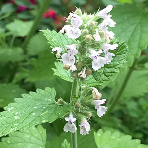 Common Catmint Herb Seed