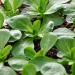 Corn Salad Plants