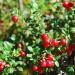 Cranberry Seeds