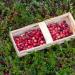 Cranberry Bush