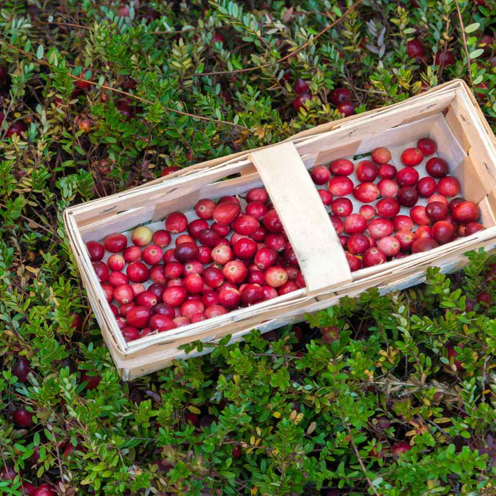 Cranberry Seeds