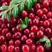 Cranberry Berries