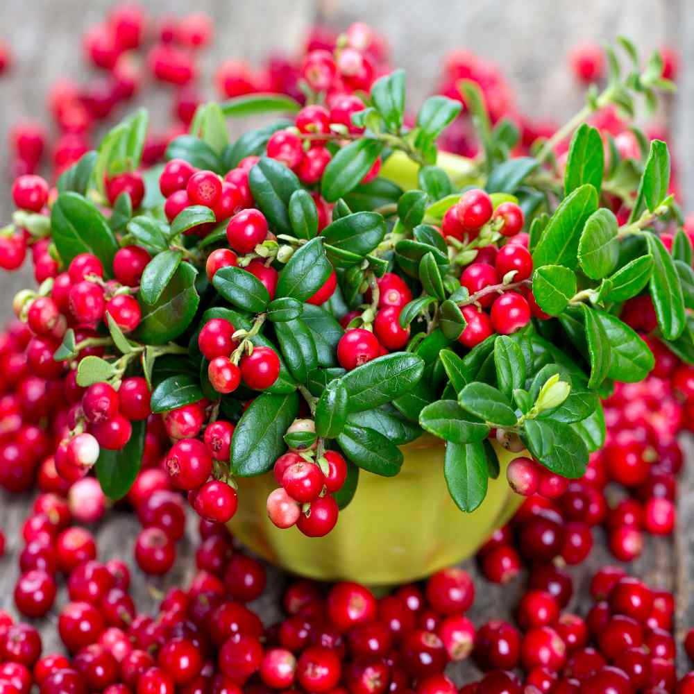 Buy Vaccinium Macrocarpon Cranberry Seeds