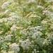 Cumin Herb Plants