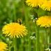 Dandelion Plants