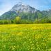 Dandelion Field