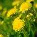 Dandelion Flower