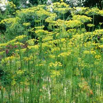 Dill Herb Seed