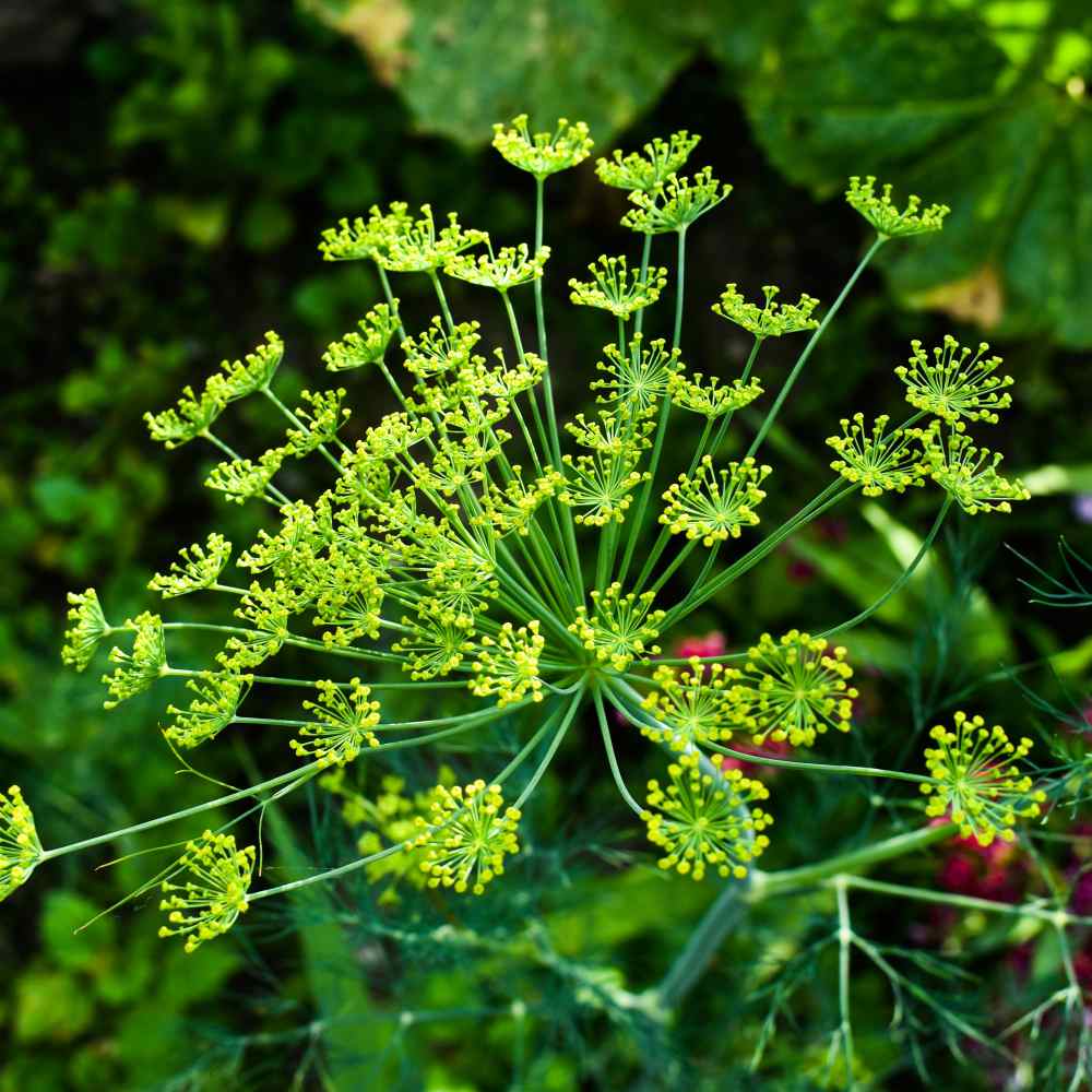 An Easy-To-Grow Herb!