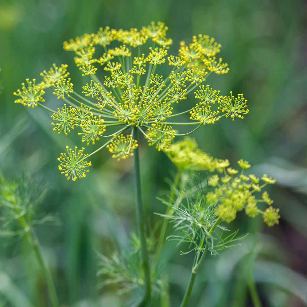Dill Herb Plant