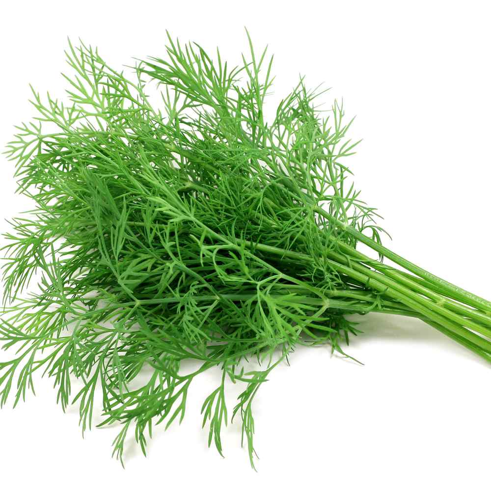 Dill Herb On White Background