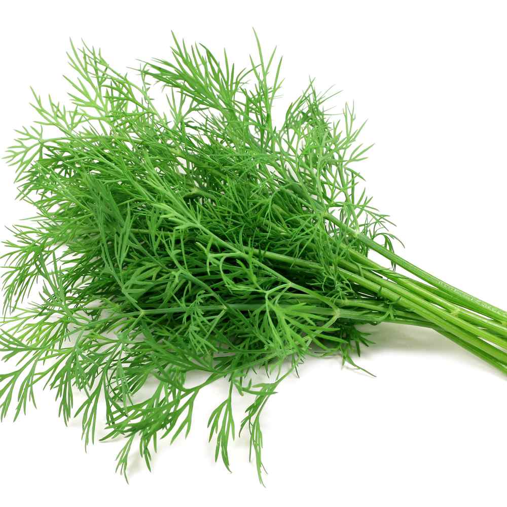 Dill Seeds - Dill Weed Herb Seed