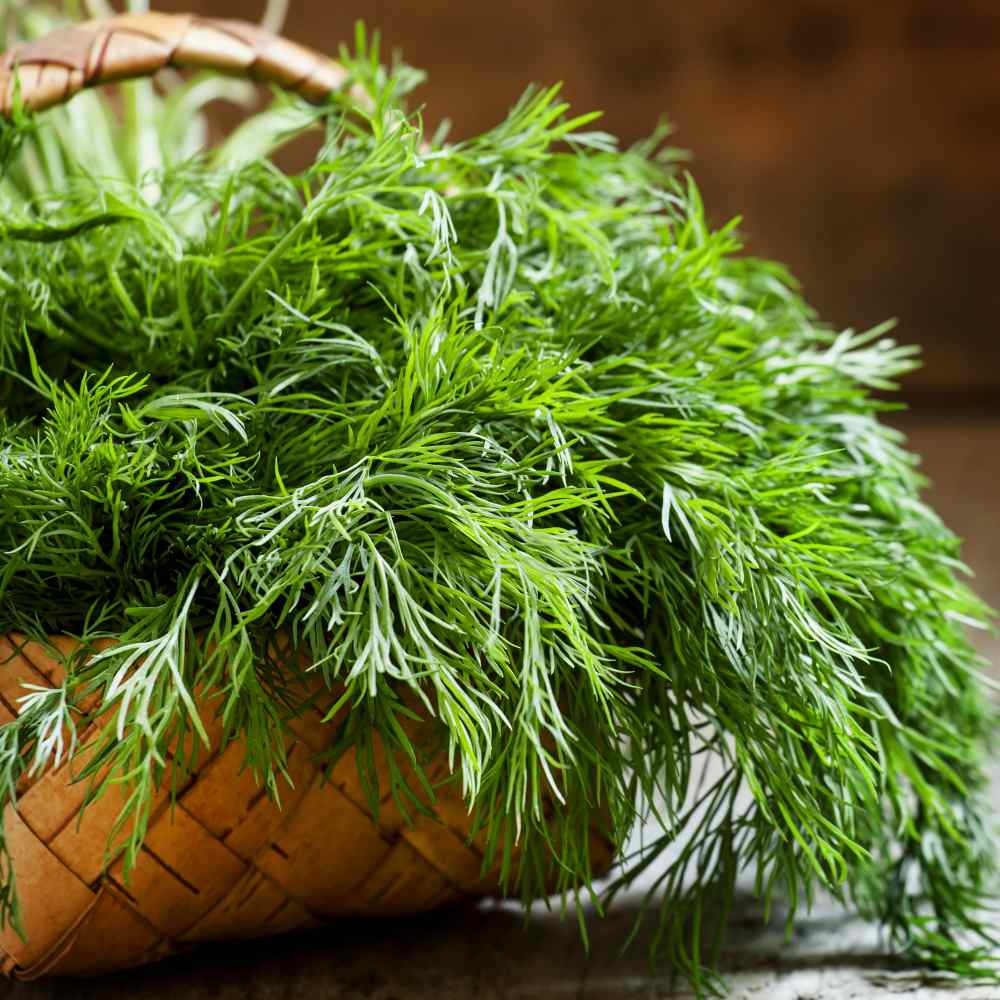 Dill Herb Leaves In Basket