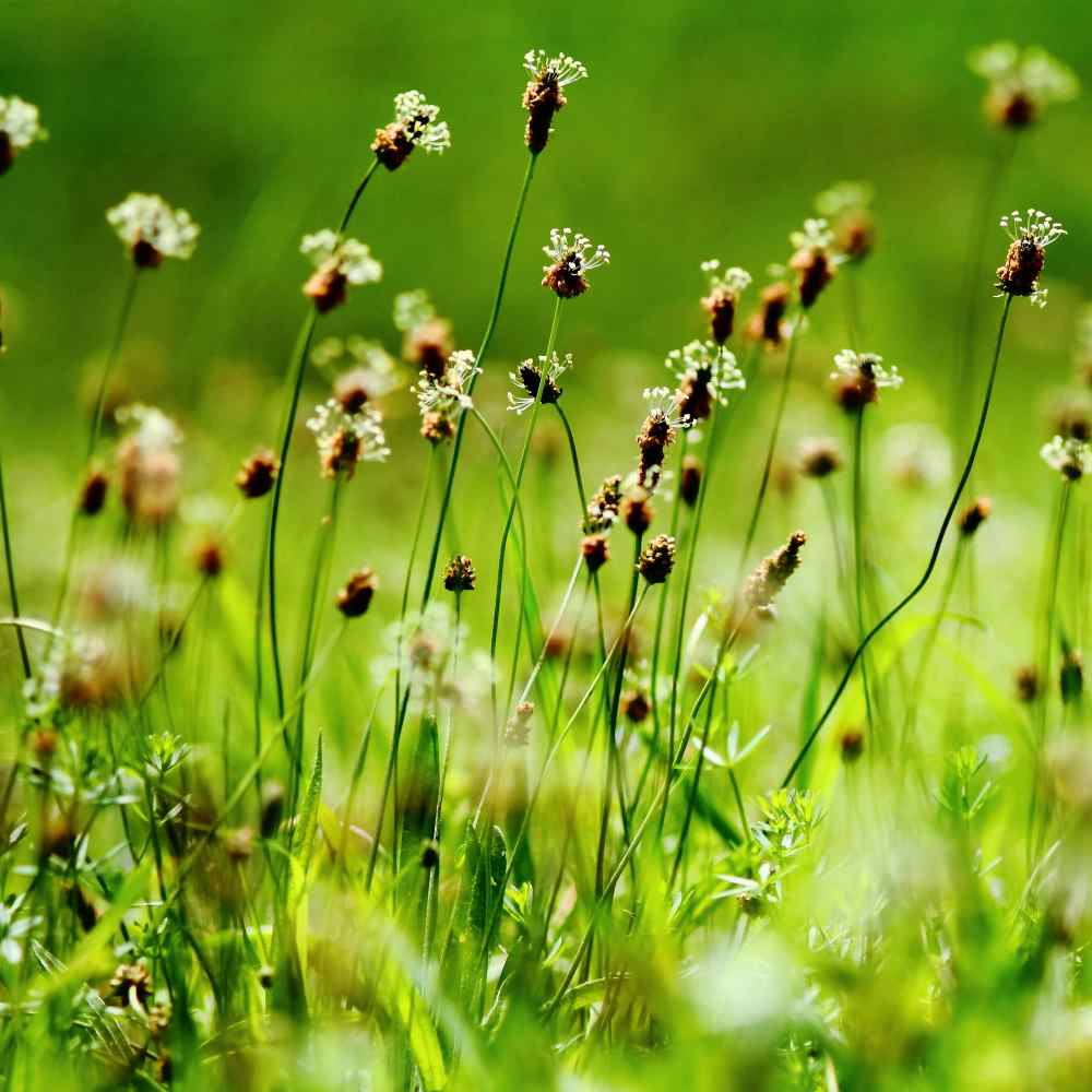 Plantain Seed - English Plantain Herb Seeds