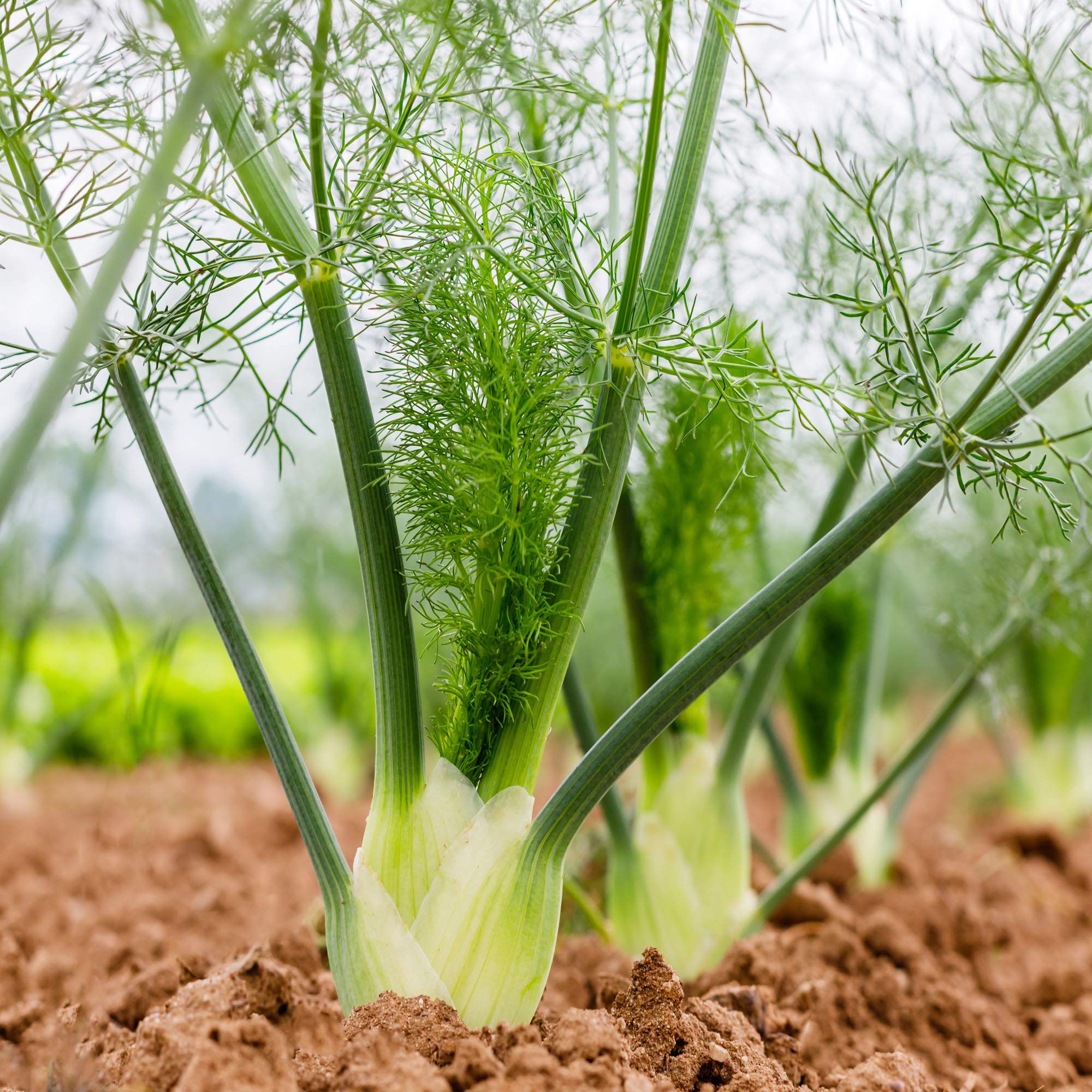 Fennel Herb Plant Seeds