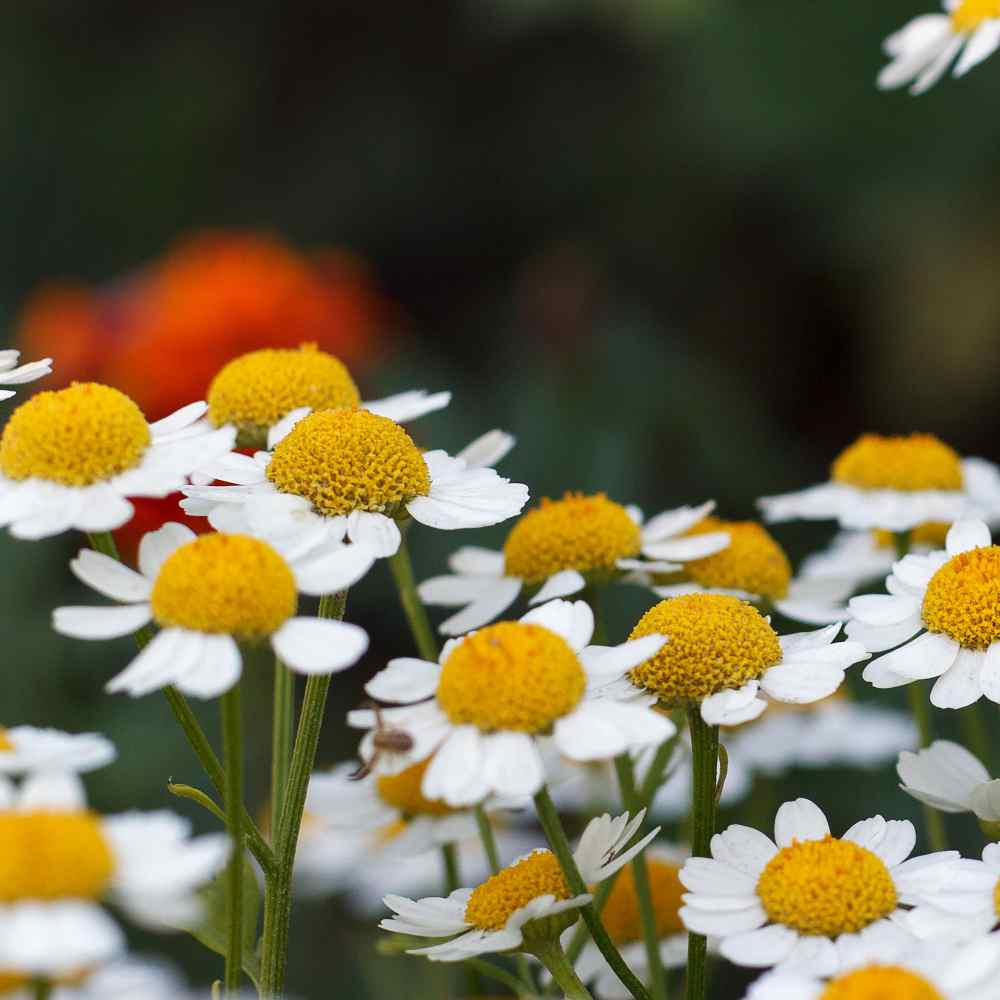Feverfew Seeds Chrysanthemum Parthenium Feverfew Herb Seeds
