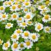 Feverfew Plants