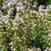 Thyme Herb Seed