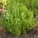 Garden Thyme Herb Seed