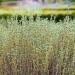 Thymus Vulgaris Herb Plant