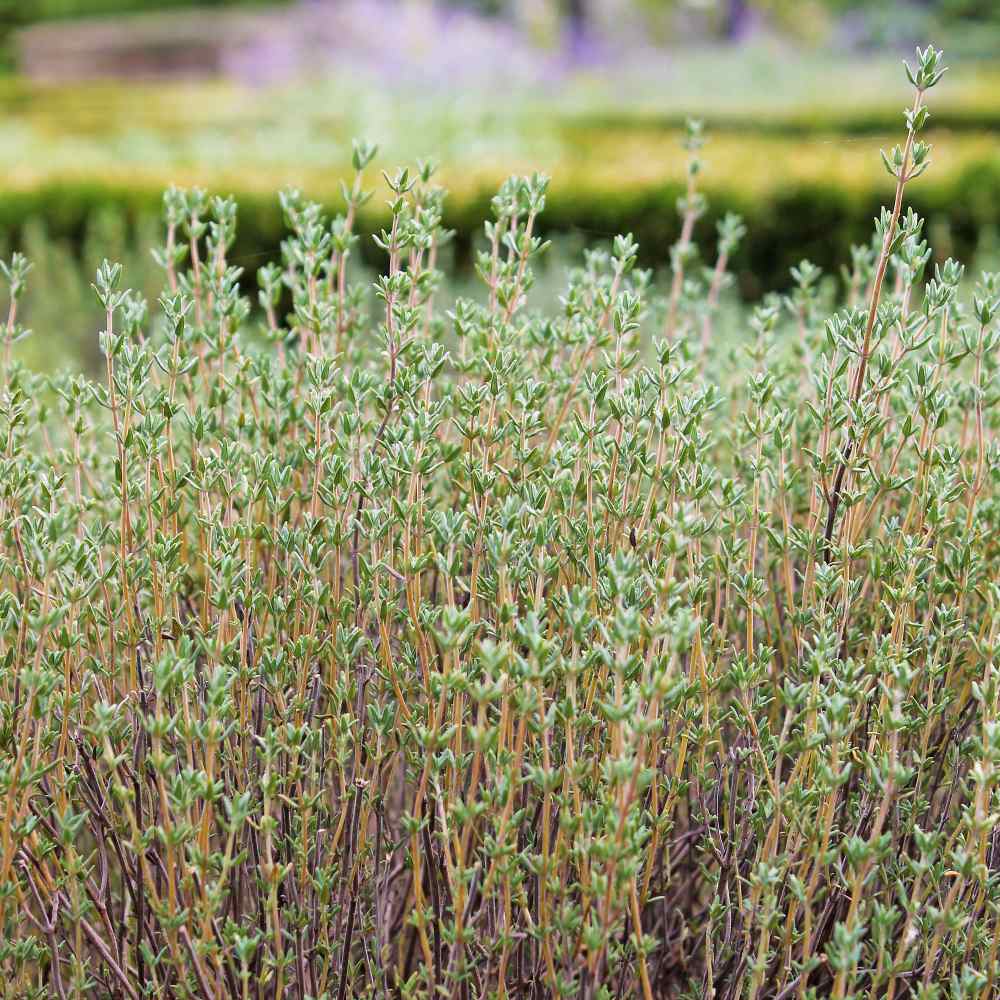 Growing Thyme Plants...