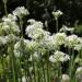 Chives Garlic Herbs